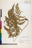 ئW:Dryopteris sacrosancta Koidz.