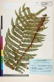 ئW:Polystichum retrosopaleaceum (Kodama) Tagawa