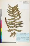 ئW:Polystichum pseudomakinoi Tagawa