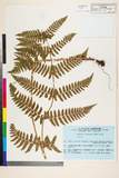 ئW:Dryopteris erythrosora (D. C. Eaton) Kuntze