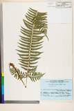 ئW:Polystichum tripteron (Kunze) C. Presl