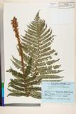 ئW:Polystichum retrosopaleaceum (Kodama) Tagawa