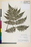 ئW:Cornopteris crenulatoserrulata (Makino) Nakai