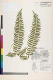 ئW:Polystichum tripteron (Kunze) C. Presl