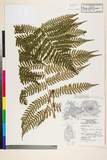 ئW:Dryopteris monticola (Makino) C. Chr.