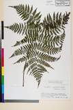 ئW:Cornopteris crenulatoserrulata (Makino) Nakai