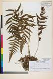 ئW:Deparia japonica (Thunb.) M. Kato