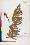 ئW:Polystichum fibrilloso-paleaceum (Kodama) Tagawa