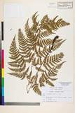 ئW:Dryopteris sacrosancta Koidz.