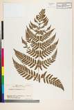 ئW:Dryopteris hondoensis Koidz.