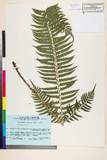 ئW:Polystichum tripteron (Kunze) C. Presl