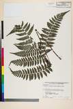 ئW:Cornopteris crenulatoserrulata (Makino) Nakai