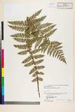 ئW:Polystichum braunii (Spenn.) Fée