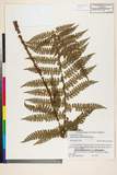 ئW:Polystichum pseudomakinoi Tagawa