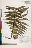 ئW:Dryopteris commixta Tagawa