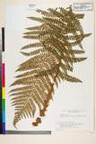 ئW:Polystichum retrosopaleaceum (Kodama) Tagawa