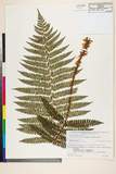 ئW:Polystichum retrosopaleaceum (Kodama) Tagawa