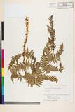 ئW:Dryopteris uniformis (Makino) Makino