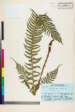 ئW:Polystichum tripteron (Kunze) C. Presl