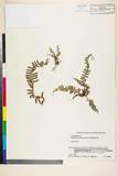 ئW:Polystichum craspedosorum (Maxim.) Diels