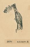 甲骨文拓片（登錄號：188477-3171）