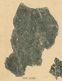 甲骨文拓片（登錄號：188477-2392）