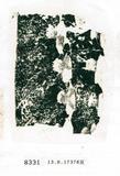 甲骨文拓片（登錄號：188576-8331）