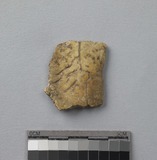 遺物:龜甲卜辭殘片