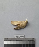 遺物:隆頭魚齒骨