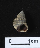 ǦW:Nodilittorina natalensis