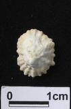 ǦW:Siphonaria siquijorensis