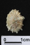 ǦW:Siphonaria siquijorensis