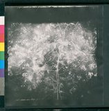 ���Ƚs��:12-1454-VV