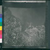 ���Ƚs��:12-1462-VV