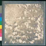 ���Ƚs��:12-4644