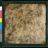 ���Ƚs��:12-5036