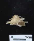 ǦW:Bolma sp.