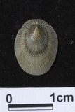 ǦW:Patelloida sp.