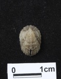 ǦW:Emarginula sp.