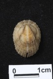 ǦW:Emarginula sp.