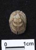 ǦW:Emarginula sp.