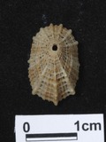 ǦW:Diodora sp.