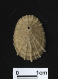 ǦW:Diodora sp.