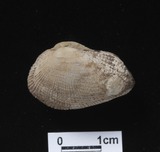 ǦW:Barbatia sp.