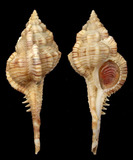 ǦW:Vokesimurex sp.