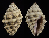 ǦW:Morula sp.