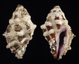 ǦW:Habromorala sp.