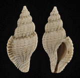 ǦW:Daphnellopsis sp.