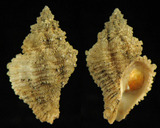 ǦW:Babelomurex (Hirtomurex) sp.