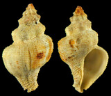 ǦW:Coralliophila sp.